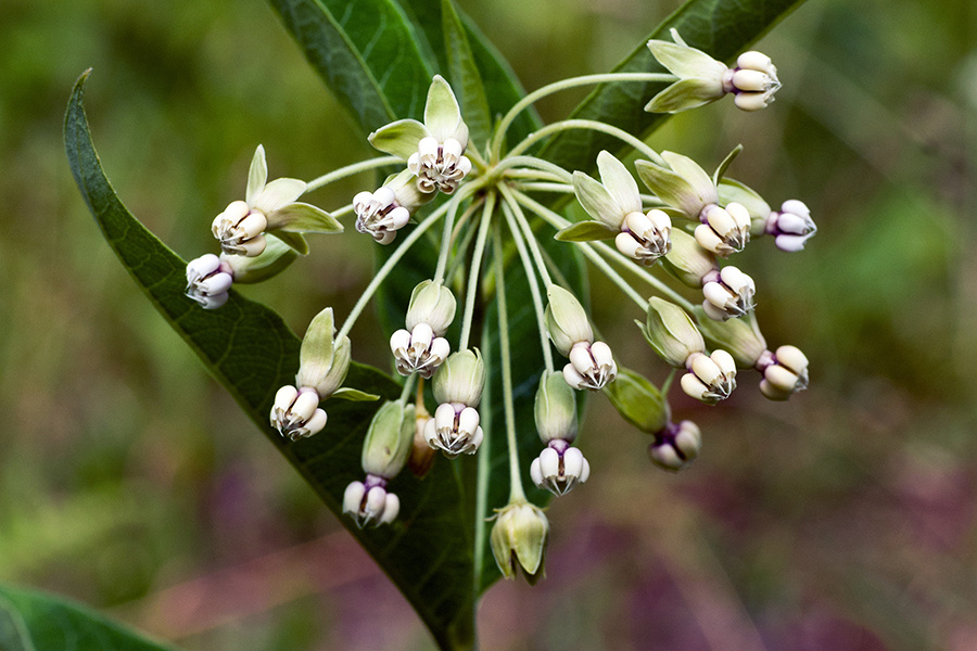 poke-milkweed-bloom-shutterstock-©-Gerry-Bishop-900-600